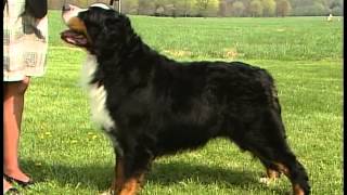 Bernese Mountain Dog  AKC Dog Breed Series [upl. by Marcoux]