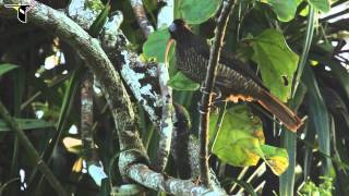 Palebilled Sicklebill [upl. by Madelon747]