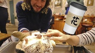 Visitando cafeterías de animales en Japón 🇯🇵 [upl. by Jaclin136]