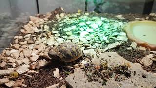 Kleine Schildkröte beim Essen [upl. by Bethanne]