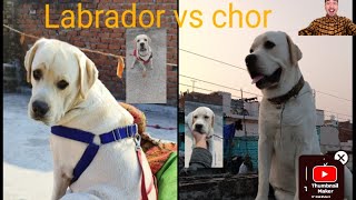 Thief vs Labrador Comedy viral trending youtubeshorts funny labrador comedy subscribe [upl. by Fancie853]