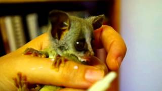 Feeding the baby Bushbabies [upl. by Eerdua]