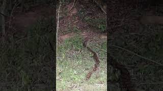 Reticulated python relocated and released [upl. by Sualohcin]