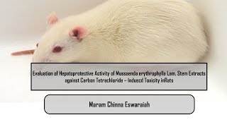 Evaluation of Hepatoprotective Activity of Mussaenda erythrophylla Lam Stem Extracts against Carbon [upl. by Mcdougall]