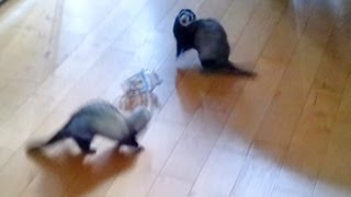 two ferrets playing [upl. by Denison]