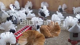 Fantail Pigeon Breeding Cage  Fancy Pigeon Loft fancy pigeon farm [upl. by Menendez]