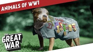 Companions In The Trenches  Animals of World War 1 [upl. by Goeselt]