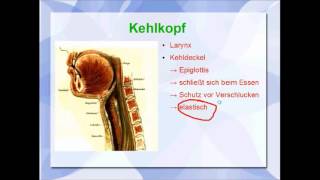 Atmungssystem Anatomie und Physiologie der Lunge [upl. by Llirrehs212]