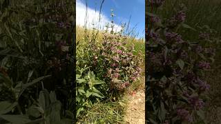 Phlomis herbaventi L aguavientos [upl. by Gilbertine]