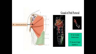 Muscles de lépaule [upl. by Singleton509]