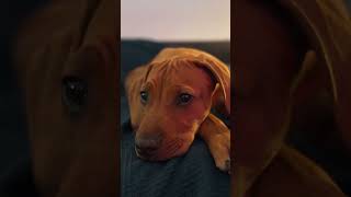 Adorable Ridgeback puppy resting peacefully 🐾❤️ ridgebackpuppy cute puppy dog ridgeback [upl. by Machutte]