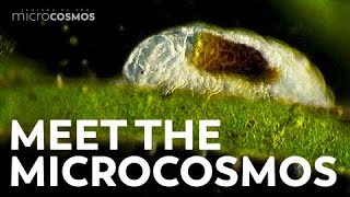 Meet the Microcosmos [upl. by Aicire]