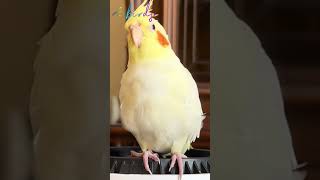 lutino cockatiel bird sound cockatiel parrot birds [upl. by Sauder]