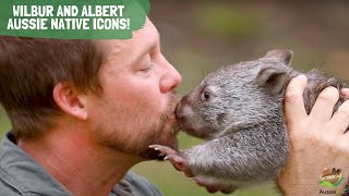 Wilbur the Wombat and Albert the Koala native Aussie icons [upl. by Gutow]