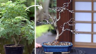 Millettia japonica Hime Fuji bonsai creation DIY [upl. by Itnavart]