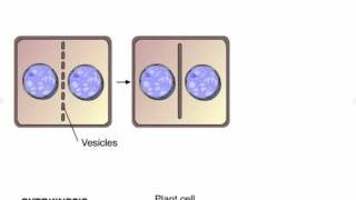 Cytokinesis in Plants and Animals [upl. by Htidirem880]