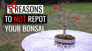 Bonsai care  how to repot a bonsai tree  Part 2 reasons to NOT repot [upl. by Enak]