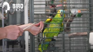 What Species of Parrot is Right For YOU [upl. by Weingarten610]