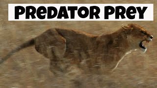 Predator Prey Interactions  Basic Ecology [upl. by Einej]