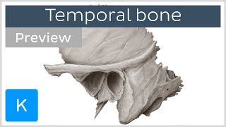 Temporal bone landmarks and articulations preview  Human Anatomy  Kenhub [upl. by Valentia634]