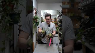 Stop root rot clean roots appropriate size pot fresh soilhappy houseplants repotting [upl. by Jabe19]