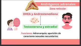 Fisiología de las Glándulas adrenales Unidad de Endocrino  Preparadora Valeria Graci [upl. by Anilac]