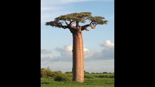 Adansonia Grandidieri seeds germination [upl. by Nahgam244]