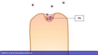 Detailed Animation on Pinocytosis [upl. by Asital]