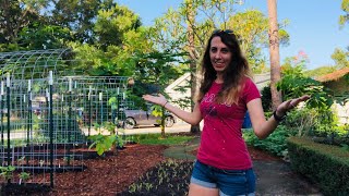 DIY Cattle Panel Trellis for your Urban Homestead [upl. by Orpheus]