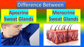 Difference Between Apocrine Sweat Glands and Merocrine Sweat Glands [upl. by Htennaj]