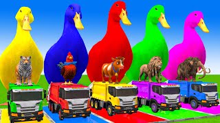 5 Giant Duck CartoonCowElephantTigerLionGorilla Paint Wild Animals Crossing Fountain Animation [upl. by Consuelo962]