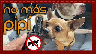 ¡Remedio Natural Para Que Tu Perro No Orine Dentro de Casa [upl. by Ykcaj799]