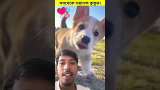 Vayanok vayanok dog ja deka apnara abake Hoya jabensort tendingvidio animals youtube [upl. by Bolanger265]