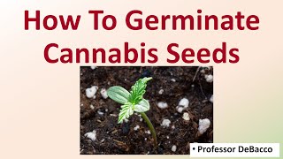 How To Germinate Cannabis Seeds [upl. by Babette]