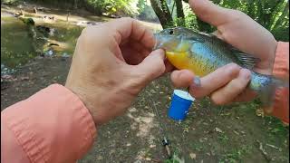 Creek Fishing After Storm [upl. by Nit]