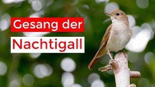 abendlicher Gesang der Nachtigall  VLOG [upl. by Hama]