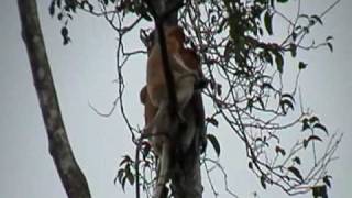 Large Group of Proboscis Monkey [upl. by Chaiken]