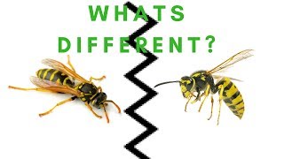 Whats the difference between Paper Wasp and Yellow Jacket [upl. by Airotal]