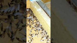 Big termite swarm coming through homeowners walls eating their floors [upl. by Carn]