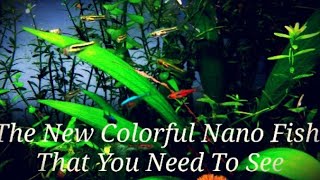 The 21 Most Colorful Nano Fish amp Shrimp In My Ideal Planted Nano Tank Get Your Nano Fish To School [upl. by Nuhsyar]