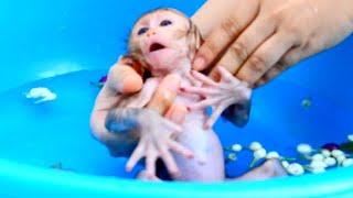 Newborn Baby Monkey Dody Take A Bath With Jasmine  Feeling so Fresh [upl. by Maury]