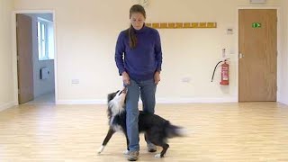 Dancing with dogs Leg weaving [upl. by Araf]