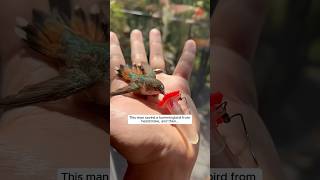 This man saved a hummingbird from heatstroke and then this happened animalshorts [upl. by Lothar]