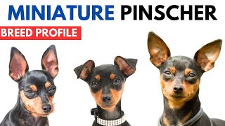 Miniature Pinscher Breed Profile History  Price  Traits  Mini Pin Grooming Needs  Lifespan [upl. by Gail735]