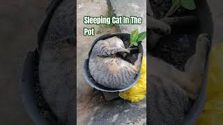 Cat  Iring  Pusa  Sleeping Cat In The Pot  tulog cat iring pusa trending shorts viral [upl. by Malim838]