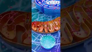 cell organelles and their functions  biology facts trendingshorts youtubeshorts [upl. by Anos]