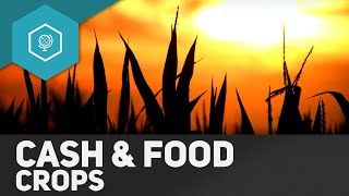 Cash Crops und Food Crops  Landwirtschaft in Entwicklungsländern 3 [upl. by Dionne]