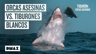 Así aniquilan las orcas asesinas a los tiburones blancos  Tiburones [upl. by Yllas]