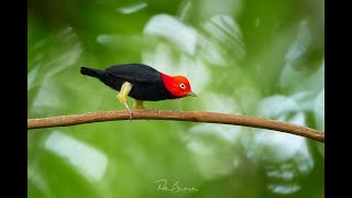 Redcapped Manakin Moonwalk dance Costa Rica [upl. by Asir]