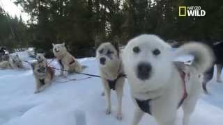 Les chiens de traineau du Jura [upl. by Innej866]